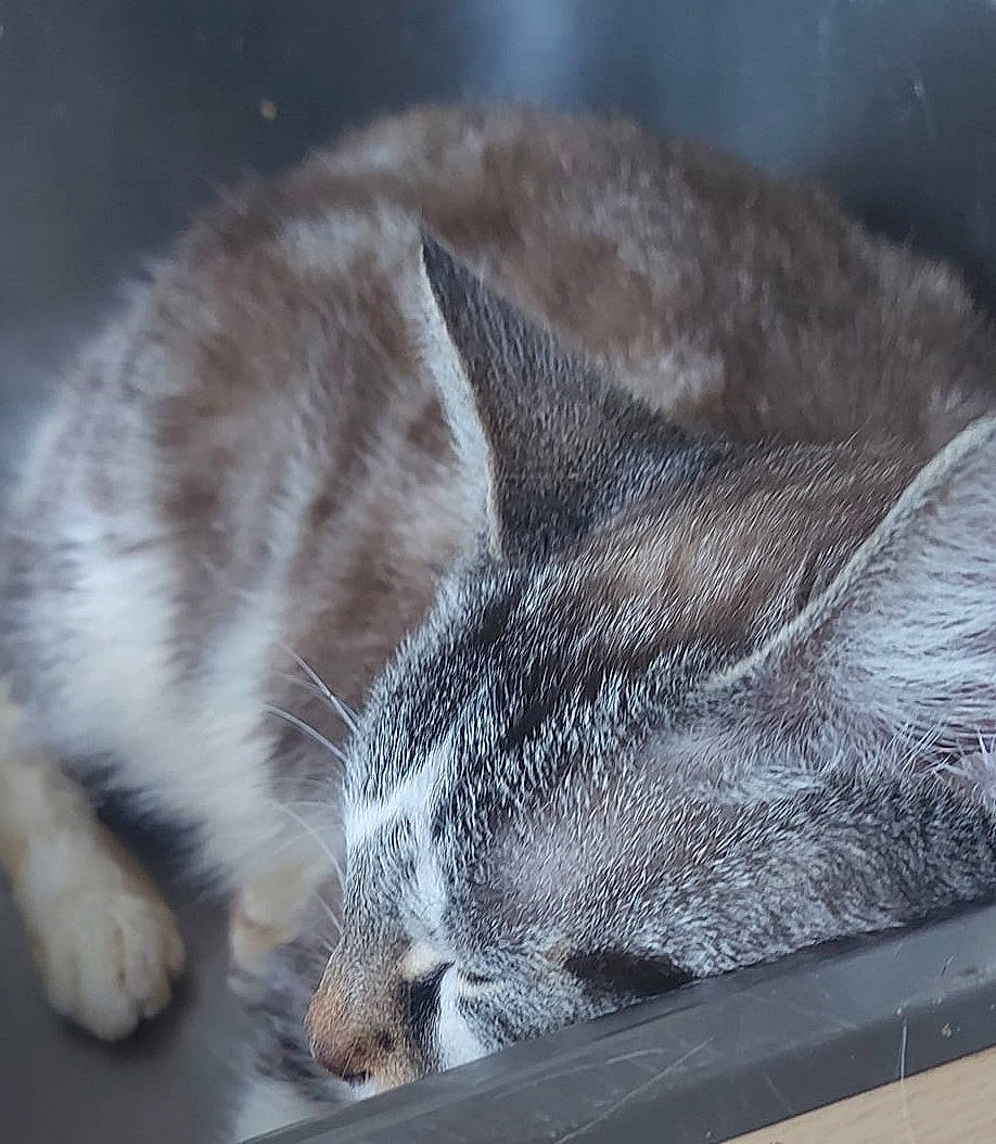 Poucinette a rejoint le concours — aidez-le/la à gagner de superbes lots ! carnivore, cat, claw, comfort, domestic_short_haired_cat, felidae, fur, grey, nap, paw, sleep, small_to_medium_sized_cats, snout, tail, whiskers