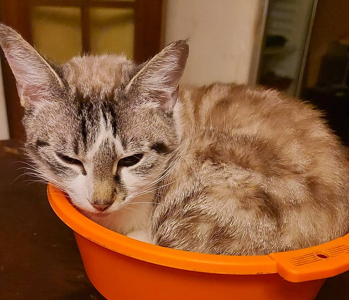 Poucinette participe au concours pour gagner de l'argent avec cette photo : animal_feed, basket, box, cardboard, carnivore, cat, cat_furniture, cat_supply, comfort, domestic_short_haired_cat, felidae, fur, mixing_bowl, paw, pet_food, pet_supply, small_to_medium_sized_cats, snout, tail, whiskers