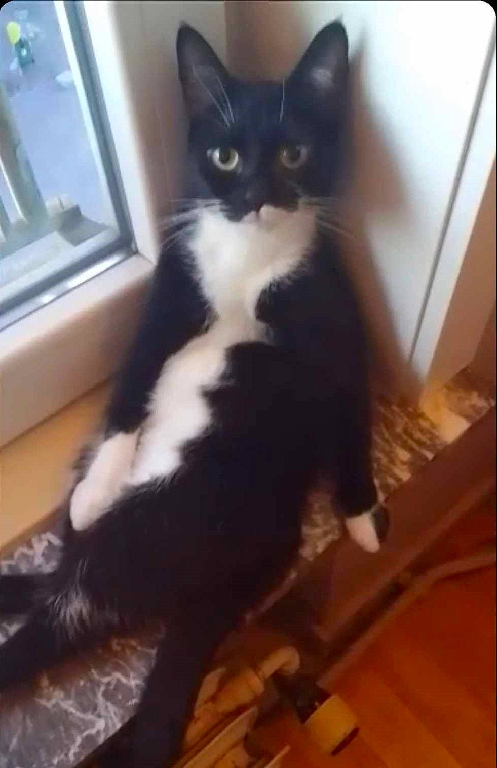 Praline participe au concours pour gagner de l'argent avec cette photo : carnivore, cat, comfort, domestic_short_haired_cat, door, felidae, floor, flooring, formal_wear, fur, hardwood, laminate_flooring, small_to_medium_sized_cats, stairs, tail, terrestrial_animal, whiskers, window, wood, wood_flooring