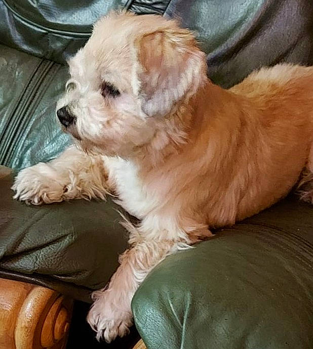 Whisky participe au concours pour gagner de l'argent avec cette photo : ball, canidae, carnivore, companion_dog, dog, dog_breed, dog_supply, fawn, fur, liver, puppy_love, shih_poo, small_terrier, snout, sporting_group, tableware, terrier, toy_dog, working_animal, yorkipoo