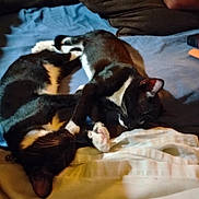 Siren And Mischief joined the competition — help win amazing prizes! cat, tuxedo_cat, pets, sleeping, bed, blanket, pillow, indoor, cozy, animal, resting, cute, feline, black_and_white, fur, whiskers, paw, relaxation, friendship, companion