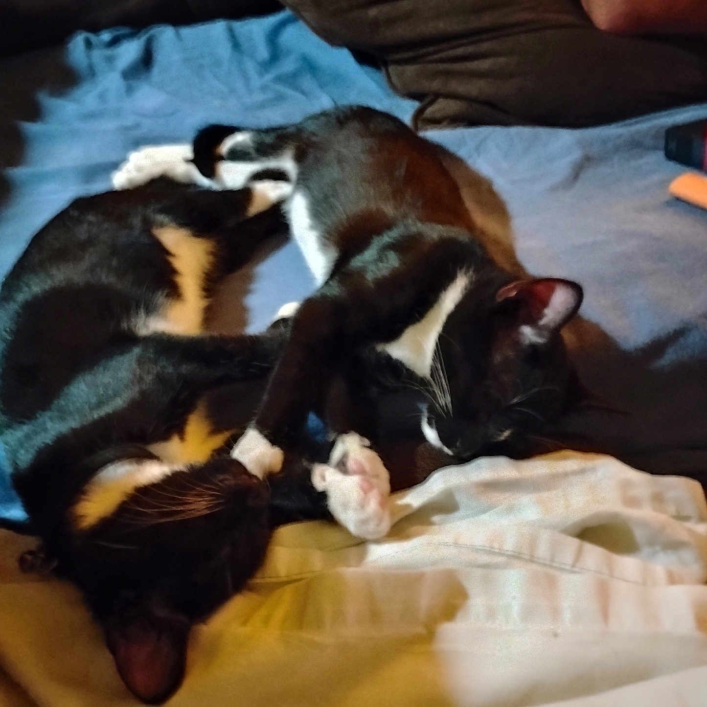 Siren And Mischief joined the competition — help win amazing prizes! animal, bed, black_and_white, blanket, cat, companion, cozy, cute, feline, friendship, fur, indoor, paw, pets, pillow, relaxation, resting, sleeping, tuxedo_cat, whiskers