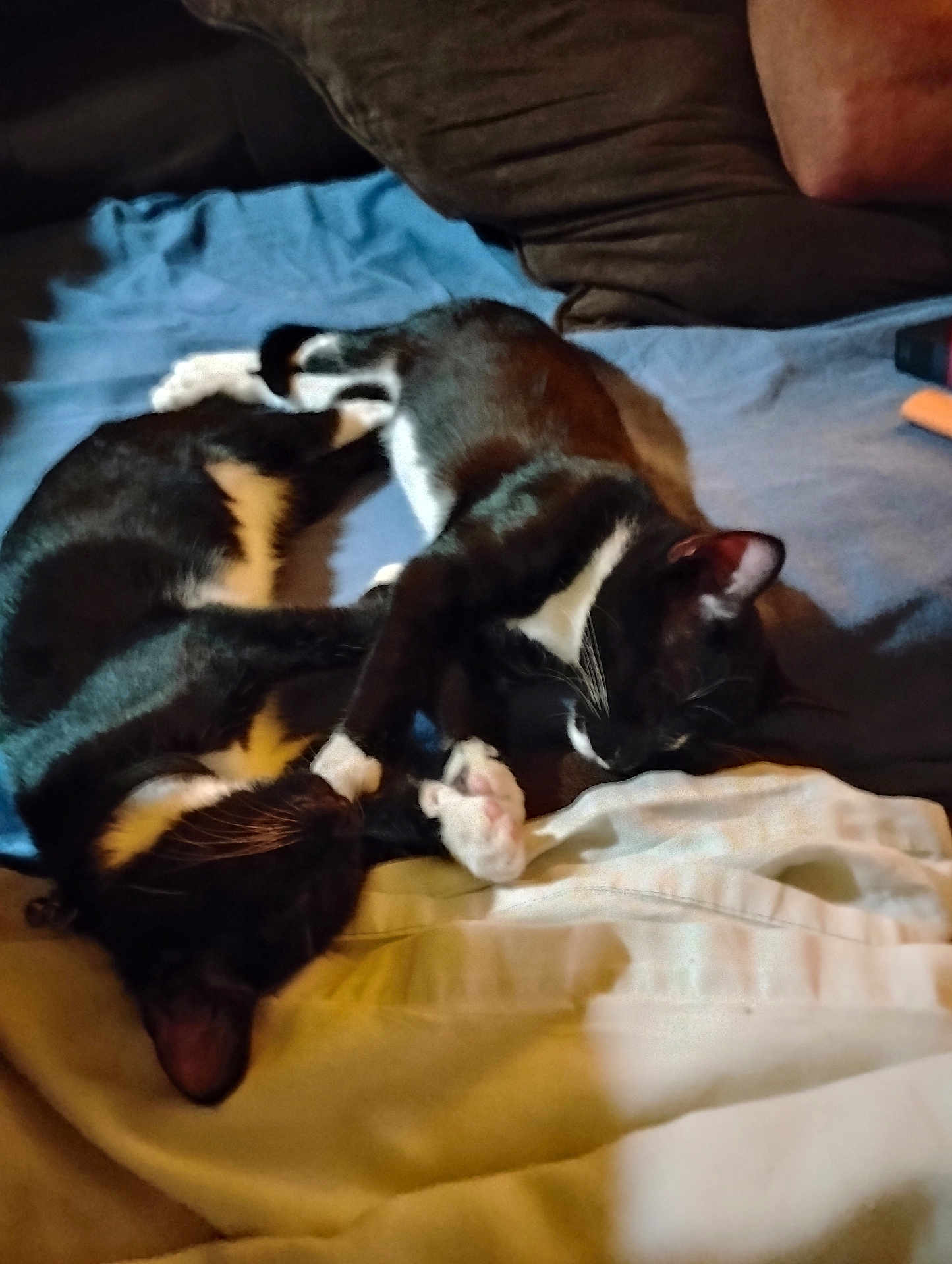 Siren And Mischief joined the competition — help win amazing prizes! cat, tuxedo_cat, pets, sleeping, bed, blanket, pillow, indoor, cozy, animal, resting, cute, feline, black_and_white, fur, whiskers, paw, relaxation, friendship, companion