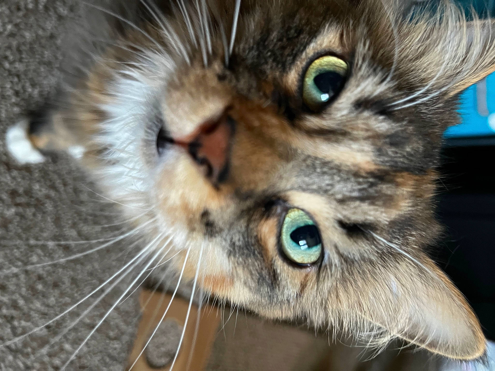 Sophie is registered to the contest to win money with this photo: carnivore, cat, close_up, domestic_short_haired_cat, ear, eye, felidae, fur, photography, small_to_medium_sized_cats, snout, terrestrial_animal, whiskers