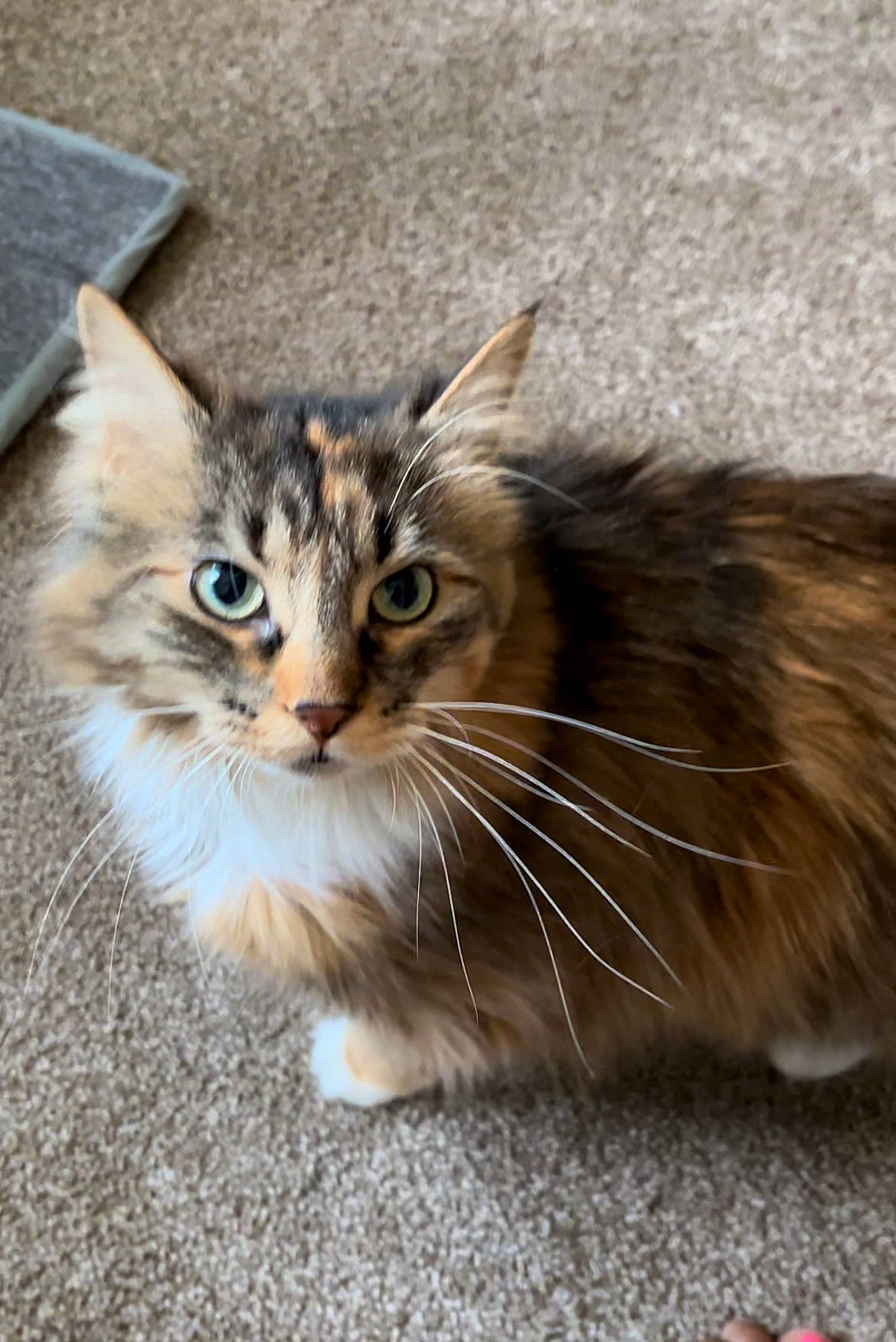 Sophie joined the competition — help win amazing prizes! carmine, carnivore, cat, claw, domestic_short_haired_cat, felidae, fur, maine_coon, paw, small_to_medium_sized_cats, snout, tail, terrestrial_animal, whiskers, window