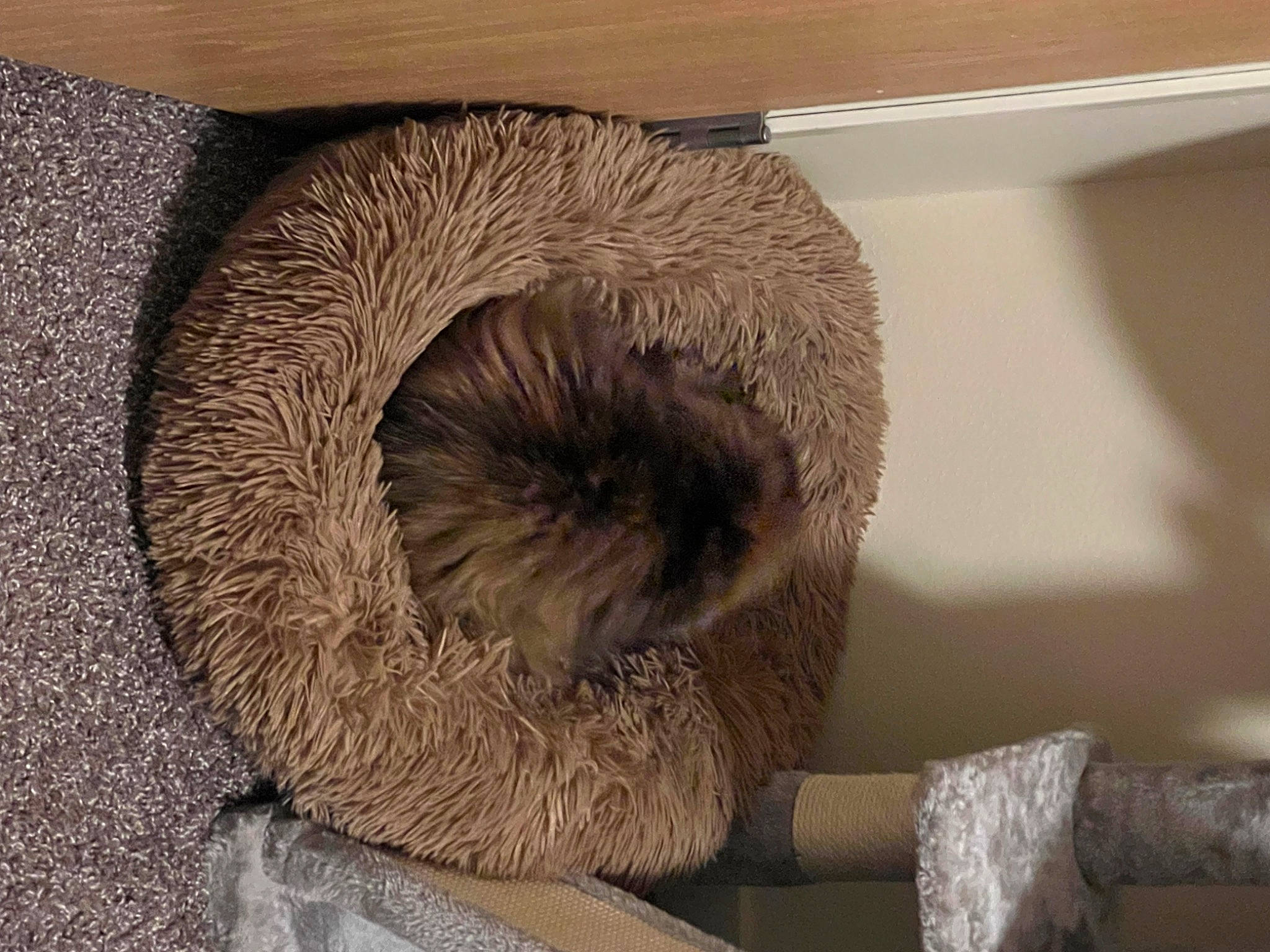 Sophie joined the competition — help win amazing prizes! art, beak, cat_bed, cat_supply, circle, fur, grey, hardwood, pet_supply, plywood, room, terrestrial_animal, visual_arts, wood, wool