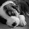 dog, puppy, sleeping, lying_down, black_and_white, close_up, portrait, pet, animal, fur, paws, nose, eyes_closed, carpet, indoors, relaxed, cute, resting, monochrome, photography