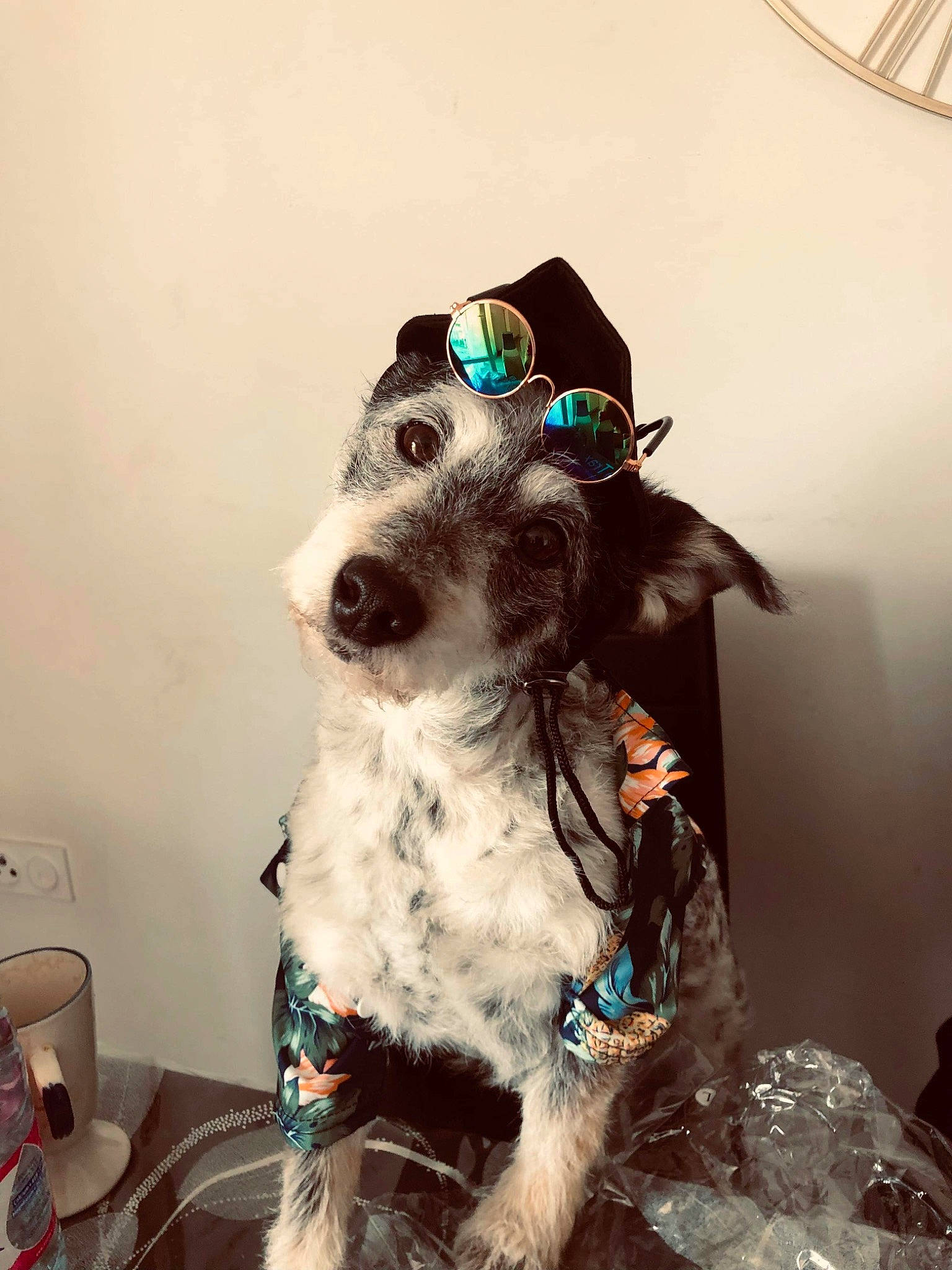 Rocky participe au concours pour gagner de l'argent avec cette photo : carnivore, collar, companion_dog, costume_hat, dog, dog_breed, dog_clothes, dog_collar, dog_supply, eyewear, fawn, fur, hat, leash, party_hat, personal_protective_equipment, snout, sporting_group, whiskers, working_animal