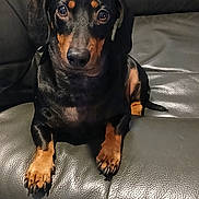 Pouppy participe au concours pour gagner de l'argent avec cette photo : animal, black_and_tan, canine, closeup, companion, cute, dachshund, dog, domestic, eyes, fur, indoor, leather_couch, looking, paw, pet, portrait, relaxed, sitting, snout