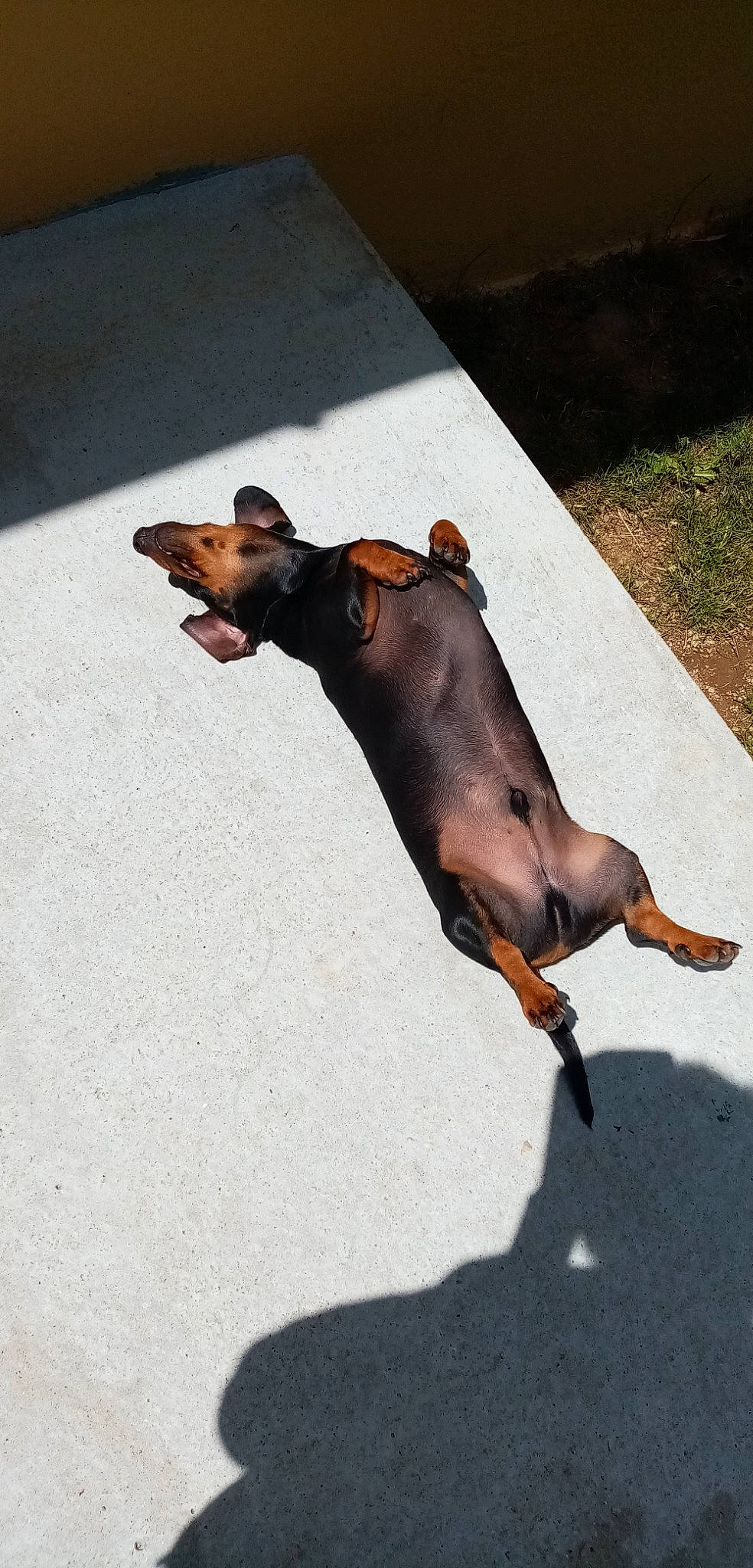 Pouppy participe au concours pour gagner de l'argent avec cette photo : canidae, carnivore, collar, companion_dog, dobermann, dog, dog_breed, dog_supply, eyewear, fawn, liver, pet_supply, shadow, snout, sporting_group, tail, terrestrial_animal, wood, working_animal, working_dog