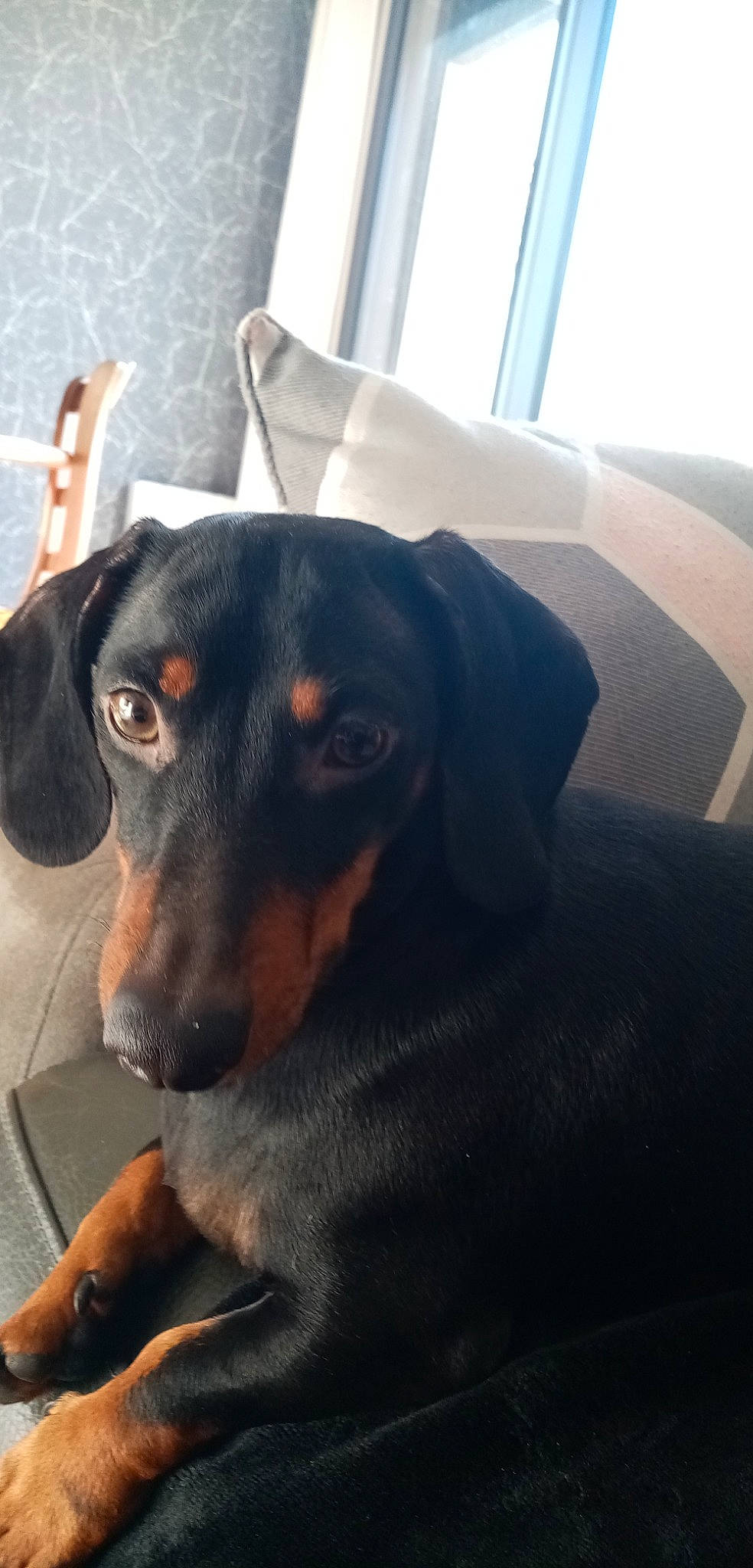 Pouppy participe au concours pour gagner de l'argent avec cette photo : austrian_black_and_tan_hound, canidae, carnivore, collar, companion_dog, dachshund, dog, dog_breed, ear, fur, guard_dog, hunting_dog, pet_supply, snout, sporting_group, whiskers, window, windshield, working_animal, working_dog