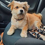 Rouky participe au concours pour gagner de l'argent avec cette photo : dog, car, seat, blanket, fur, pet, cute, animal, collar, interior, window, door, leather_bag, paw, fluffy, looking_away, relaxed, transportation, domestic_animal, companion