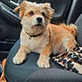 dog, car, seat, blanket, fur, pet, cute, animal, collar, interior, window, door, leather_bag, paw, fluffy, looking_away, relaxed, transportation, domestic_animal, companion