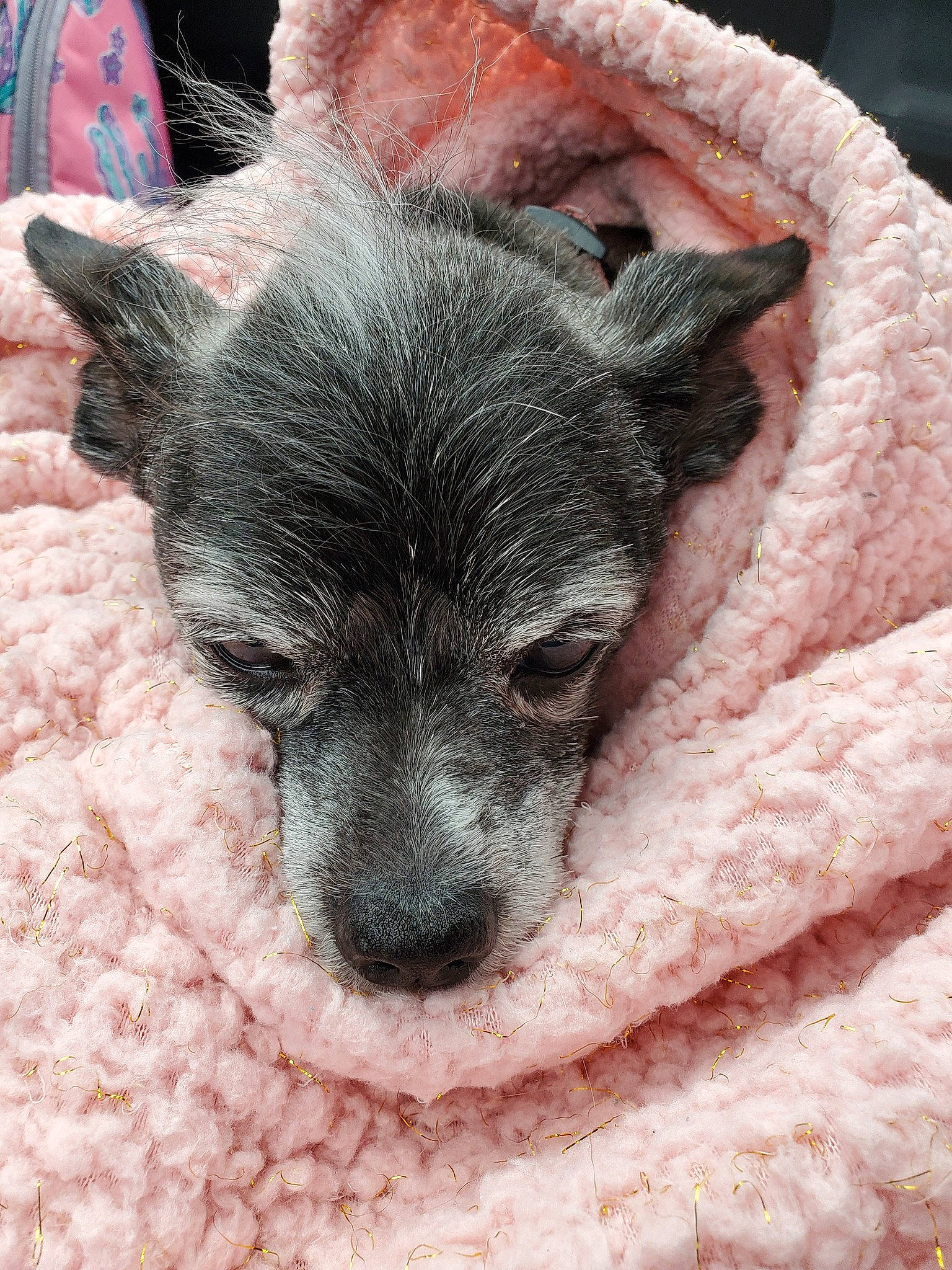 Dinky Andrew Allen Alexander is registered to the contest to win money with this photo: canidae, carnivore, close_up, comfort, companion_dog, corgi_chihuahua, dog, dog_breed, ear, fawn, fur, non_sporting_group, small_terrier, snout, sporting_group, terrestrial_animal, terrier, toy_dog, whiskers, working_animal