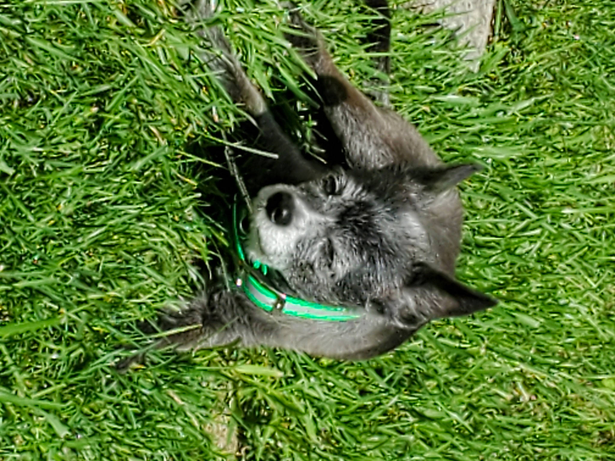 Dinky Andrew Allen Alexander joined the competition — help win amazing prizes! canidae, carnivore, companion_dog, dog, dog_breed, fur, grass, groundcover, paw, plant, procyonidae, snout, sporting_group, whiskers, wing