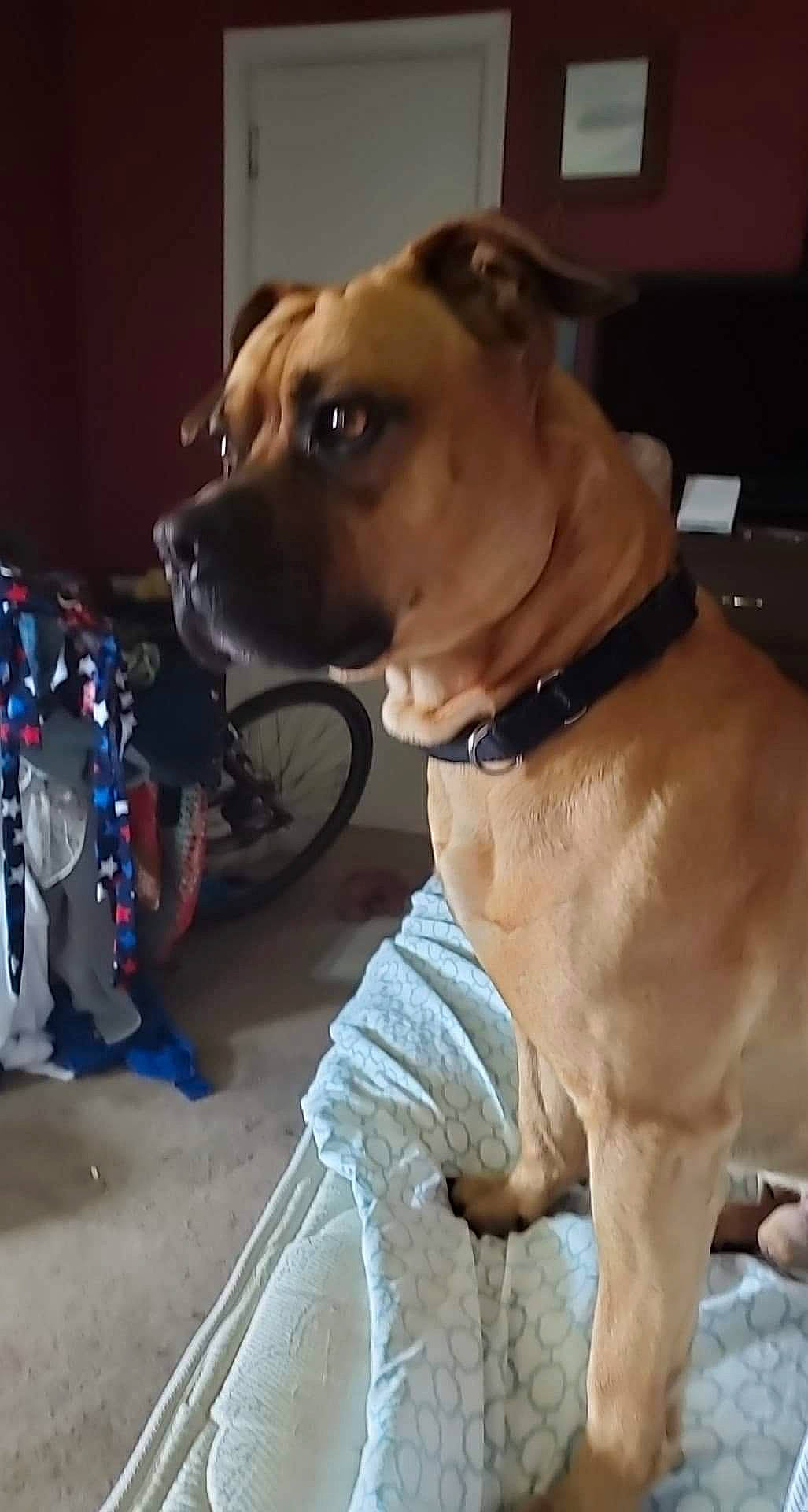 Frosty Copper is registered to the contest to win money with this photo: canidae, carmine, carnivore, collar, companion_dog, dog, dog_breed, dog_collar, dog_supply, fawn, fur, leash, mammal, pet_supply, snout, sporting_group, tire, wheel, whiskers, working_animal