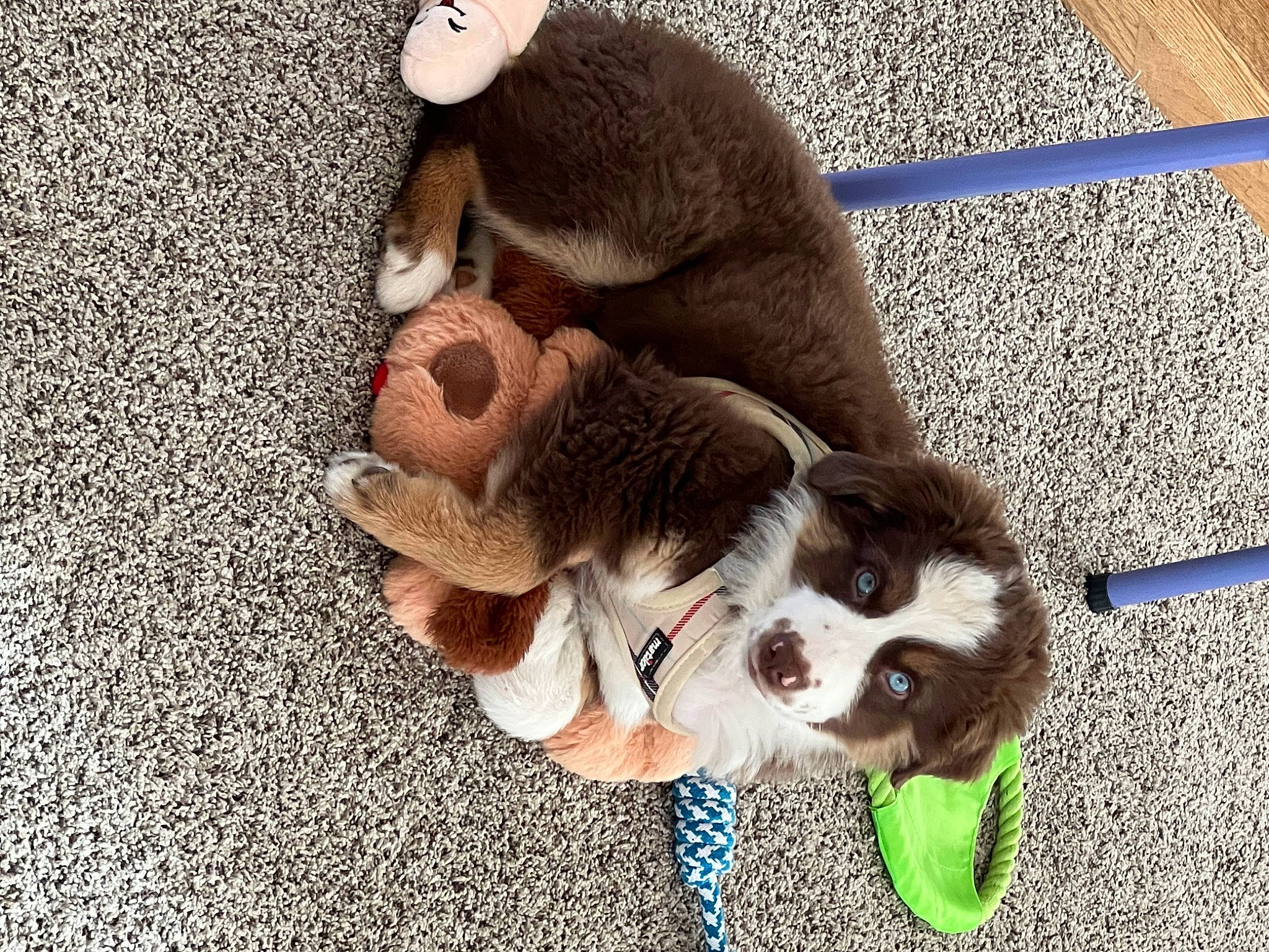 Kylo is registered to the contest to win money with this photo: canidae, carnivore, companion_dog, dog, dog_breed, fawn, fur, leash, liver, paw, pet_supply, puppy_love, scent_hound, snout, spaniel, sporting_group, tail, toy_dog, whiskers, working_animal
