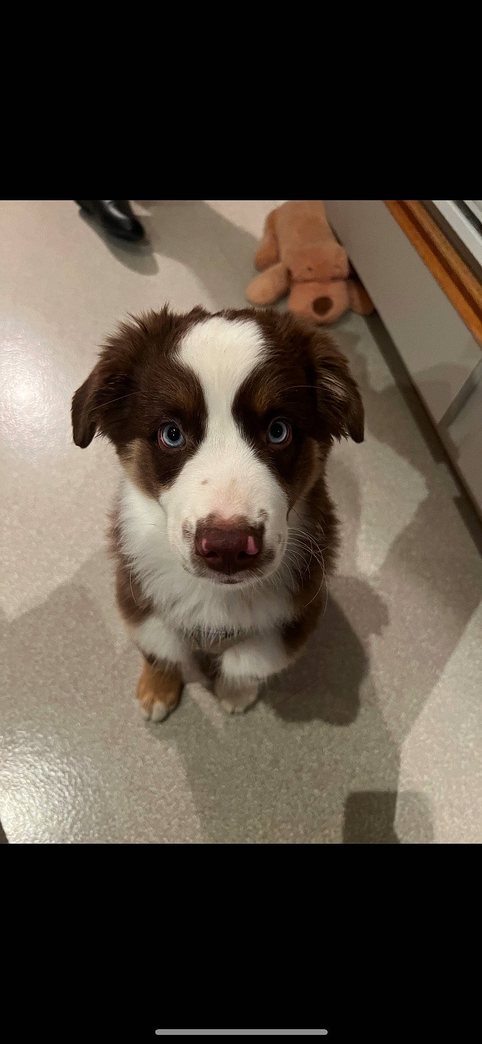 Kylo joined the competition — help win amazing prizes! border_collie, canidae, carnivore, companion_dog, dog, dog_breed, flooring, fur, herding_dog, liver, paw, puppy, snout, sporting_group, square, terrestrial_animal, whiskers, working_animal, working_dog