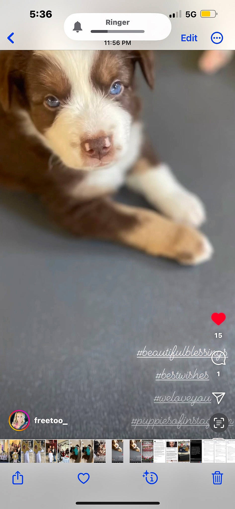 Kylo is registered to the contest to win money with this photo: ball, carnivore, companion_dog, dog, dog_breed, fawn, flooring, font, fur, handwriting, liver, paw, petal, photo_caption, photography, snout, sporting_group, whiskers, wood, working_animal