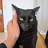 black_cat, cat, pet, hand, green_eyes, fur, indoor, portrait, animal, whiskers, close_up, cute, feline, expression, resting, domestic_cat, soft_light, human_hand, cozy, relaxed