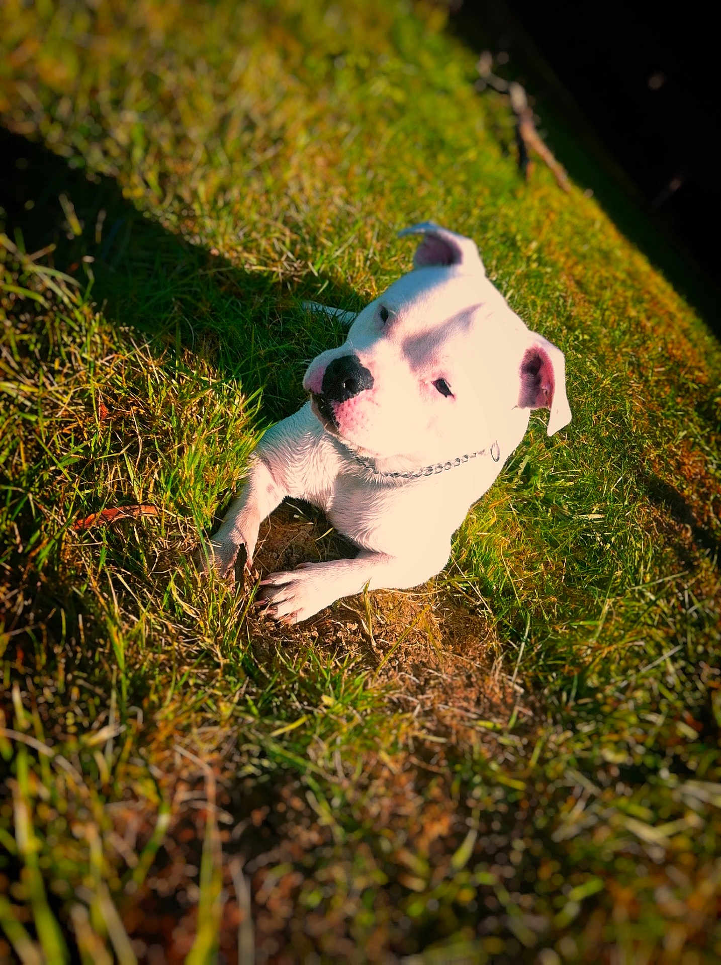 Ice a rejoint le concours — aidez-le/la à gagner de superbes lots ! autumn, dog_like_mammal, flower, grass, green, lawn, leaf, nature, plant, tree