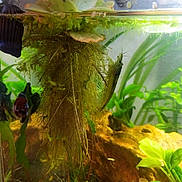 Betta Koï a rejoint le concours — aidez-le/la à gagner de superbes lots ! aquarium, freshwater_aquarium, leaf, plant, terrestrial_plant, vascular_plant