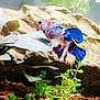 Betta Koï participe au concours pour gagner de l'argent avec cette photo : adaptation, aquarium, electric_blue, feeder_fish, fish, freshwater_aquarium, organism, tail