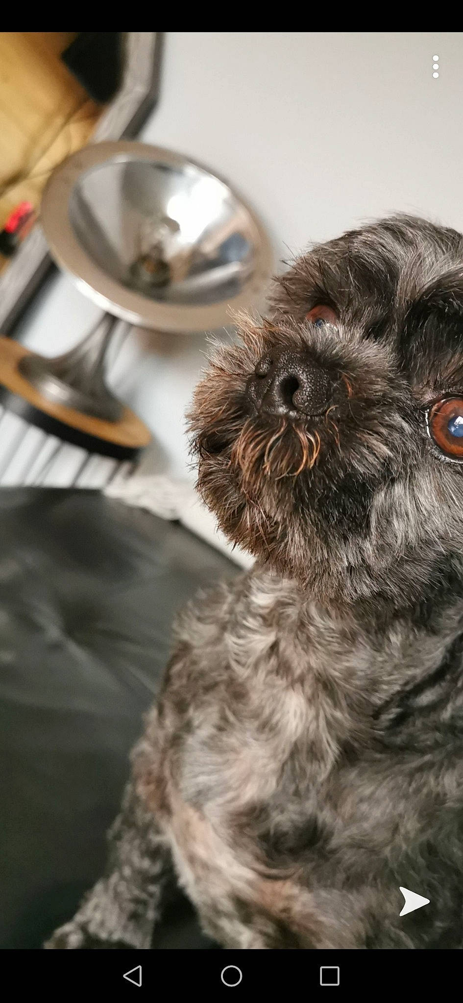 Cooper a rejoint le concours — aidez-le/la à gagner de superbes lots ! affenpinscher, bolonka, canidae, carnivore, companion_dog, dog, dog_breed, fur, mammal, miniature_schnauzer, poodle_crossbreed, puppy, rare_breed_dog, schnoodle, shih_poo, shih_tzu, snout, sporting_group, terrier, toy_dog
