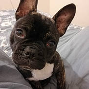 Aimy a rejoint le concours — aidez-le/la à gagner de superbes lots ! dog, french_bulldog, pet, puppy, close_up, ears, bed, blanket, bedding, indoor, portrait, black_fur, white_chest, whiskers, nose, paws, looking_up, cute, sleepy, domestic_animal