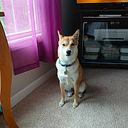 Maya joined the competition — help win amazing prizes! animal, carpet, collar, companion, curtains, cute, dog, furniture, home, indoor, light, pet, purple_curtains, relaxed, room, shadow, sitting, television, tv_stand, window