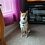 animal, carpet, collar, companion, curtains, cute, dog, furniture, home, indoor, light, pet, purple_curtains, relaxed, room, shadow, sitting, television, tv_stand, window