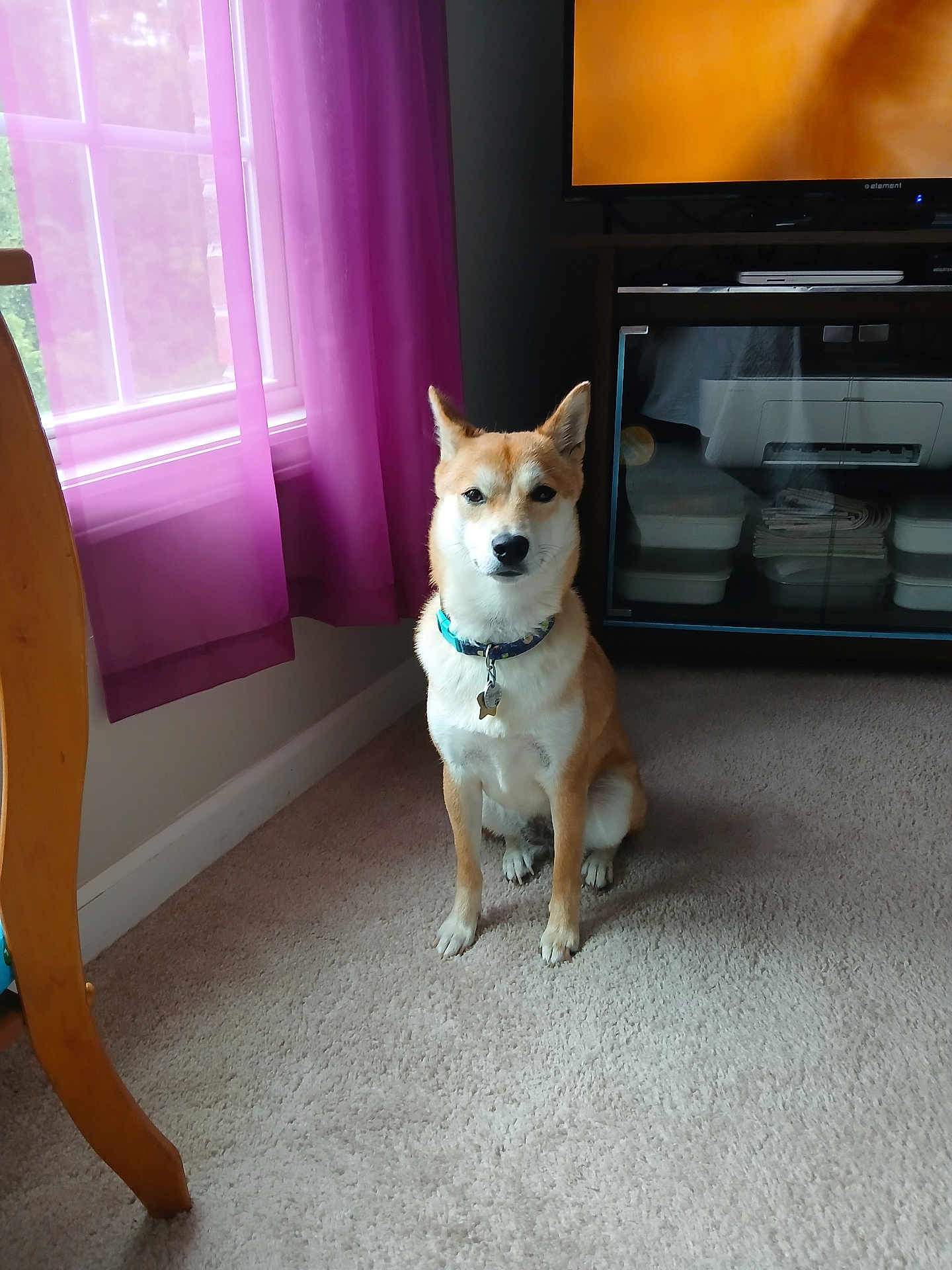 Maya joined the competition — help win amazing prizes! animal, carpet, collar, companion, curtains, cute, dog, furniture, home, indoor, light, pet, purple_curtains, relaxed, room, shadow, sitting, television, tv_stand, window