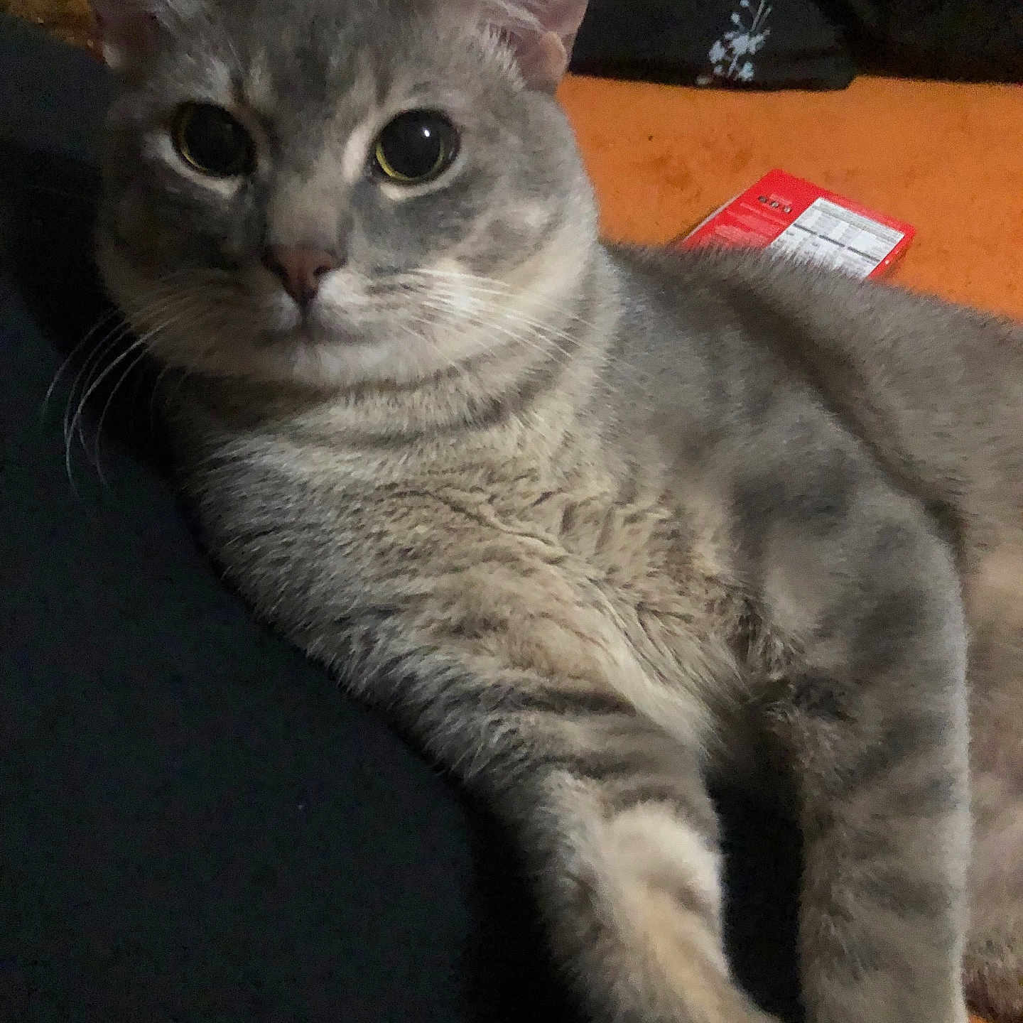 Maxito joined the competition — help win amazing prizes! animal, cat, close_up, curious, cute, domestic_cat, ears, eyes, feline, fur, gray_tabby, indoor, laying_down, mammal, orange_background, pet, portrait, red_object, relaxed, whiskers