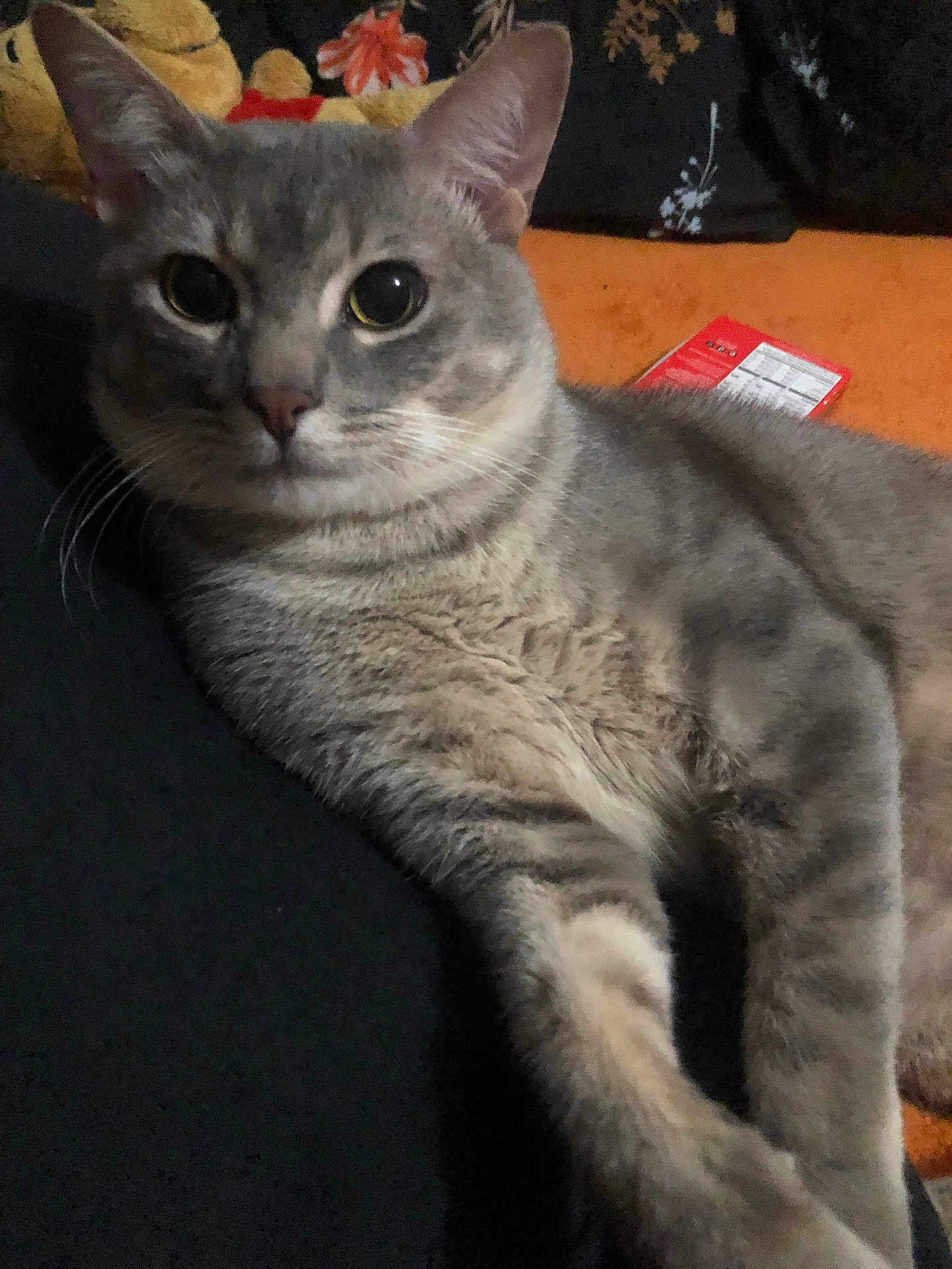 Maxito joined the competition — help win amazing prizes! cat, gray_tabby, pet, feline, close_up, relaxed, indoor, animal, whiskers, ears, eyes, fur, laying_down, orange_background, red_object, curious, domestic_cat, mammal, cute, portrait