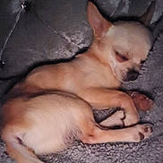 Milky is registered to the contest to win money with this photo: animal, bulldog, canine, chihuahua, cockerspaniel, couch, dog, eskimodog, frenchbulldog, furniture, goldenretriever, hound, husky, papillon, person, pet, puppy, sleeping, snout, whitedog