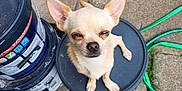 Milky is registered to the contest to win money with this photo: accessories, animal, barrel, bucket, can, canine, chihuahua, city, dog, leash, path, pet, puppy, road, slate, strap, street, tin, urban, walkway