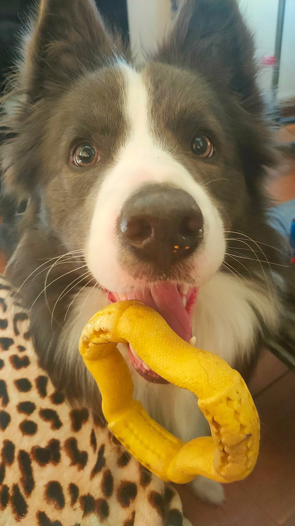 Buddy participe au concours pour gagner de l'argent avec cette photo : bowl, canidae, carnivore, collar, companion_dog, dog, dog_breed, dog_collar, dog_supply, fur, happy, herding_dog, paw, pet_supply, puppy, snout, sporting_group, whiskers, working_animal, working_dog