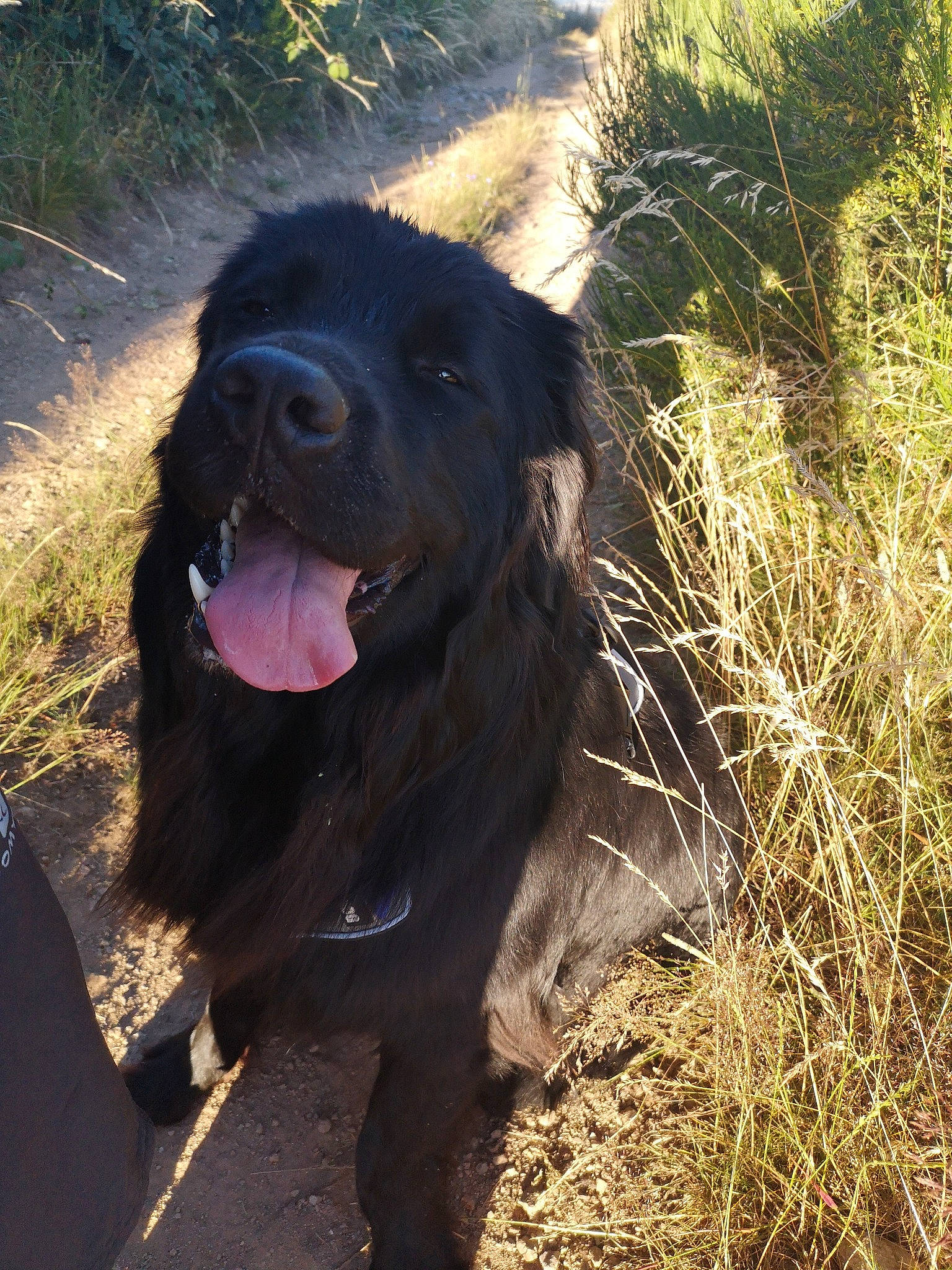 Ouna participe au concours pour gagner de l'argent avec cette photo : borador, canidae, carnivore, dog, dog_breed, flat_coated_retriever, hunting_dog, labrador_retriever, mammal, retriever, snout, sporting_group, vertebrate