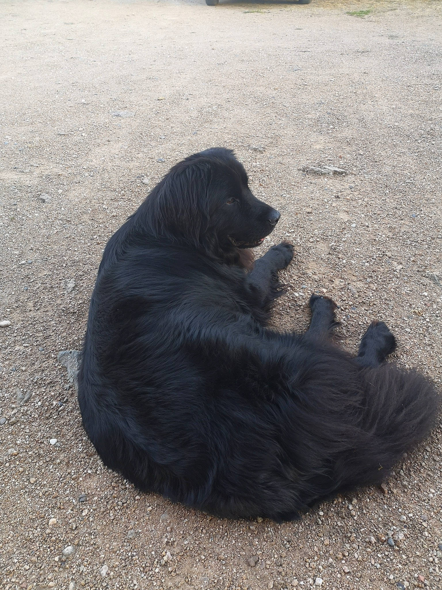 Ouna a rejoint le concours — aidez-le/la à gagner de superbes lots ! canidae, carnivore, companion_dog, dog, dog_breed, newfoundland, sporting_group, tail