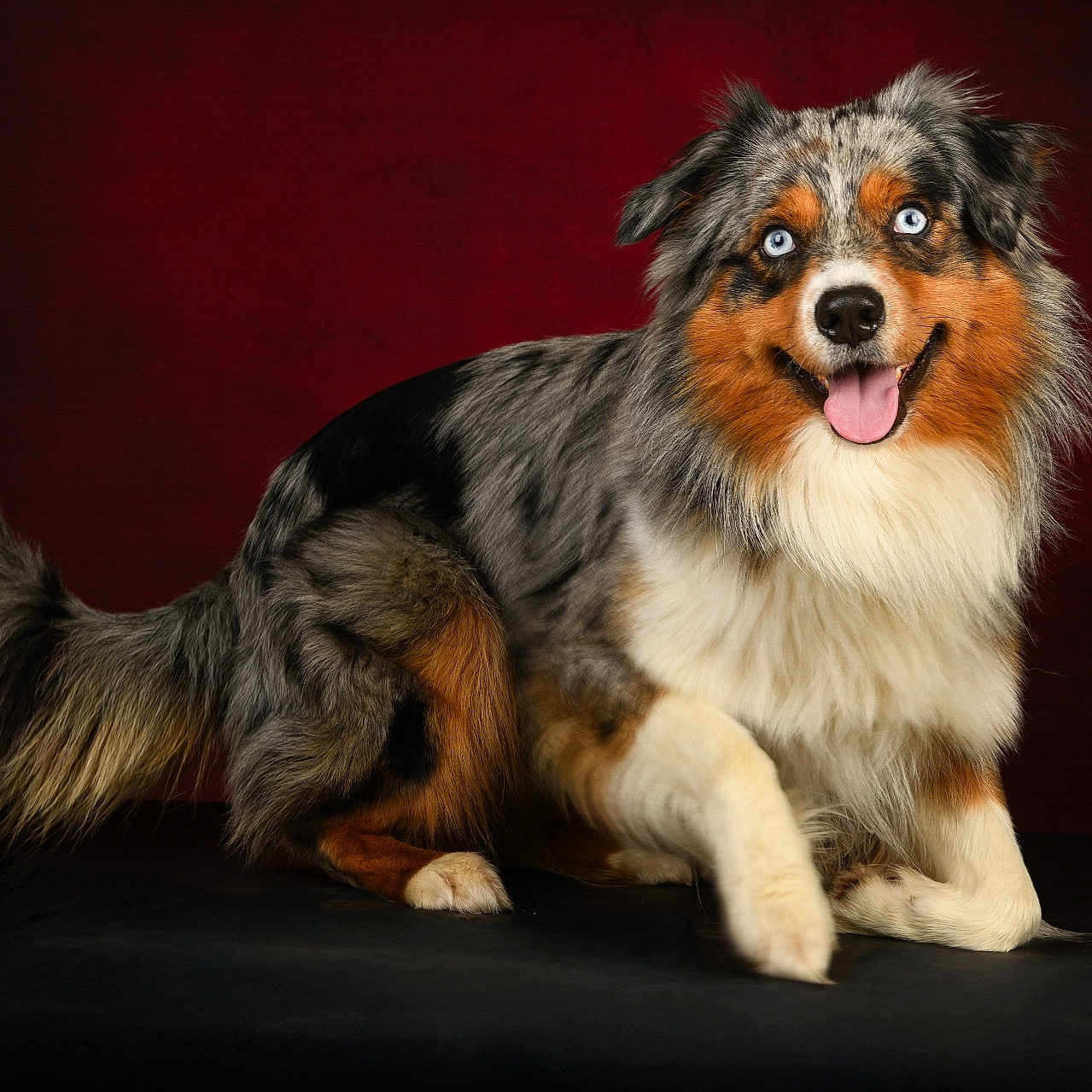 Tasco participe au concours pour gagner de l'argent avec cette photo : dog, australian_shepherd, blue_eyes, fluffy, tongue_out, happy, pet, animal, studio, portrait, sitting, multicolored_coat, tail, ears, fur, cute, domestic_animal, canine, smiling, background