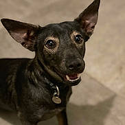 Spike participe au concours pour gagner de l'argent avec cette photo : dog, black_dog, pet, animal, ears, eyes, mouth, teeth, collar, tag, floor, indoor, canine, happy, looking_up, closeup, portrait, fur, shadow, companion
