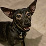 dog, black_dog, pet, animal, ears, eyes, mouth, teeth, collar, tag, floor, indoor, canine, happy, looking_up, closeup, portrait, fur, shadow, companion