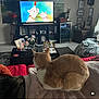 Max joined the competition — help win amazing prizes! cat, living_room, television, cartoon, couch, blanket, plant, picture_frame, wine_fridge, remote_control, coffee_table, decor, carpet, window, curtain, pillow, shelf, wall_art, indoor, furniture