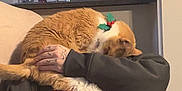 Max joined the competition — help win amazing prizes! cat, orange_cat, person, tattoo, couch, indoor, relaxing, holly_collar, hand, sweatshirt, grey_pants, living_room, feline, pet, comfort, home, furniture, kitchen_sink, casual, resting