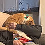 cat, orange_cat, person, tattoo, couch, indoor, relaxing, holly_collar, hand, sweatshirt, grey_pants, living_room, feline, pet, comfort, home, furniture, kitchen_sink, casual, resting