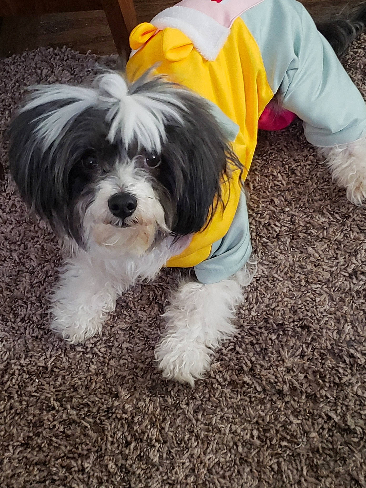 Katie joined the competition — help win amazing prizes! canidae, carnivore, companion_dog, dog, dog_breed, dog_clothes, dog_supply, fur, grass, maltepoo, non_sporting_group, small_terrier, snout, soil, sporting_group, tail, terrestrial_animal, terrier, toy_dog, working_animal