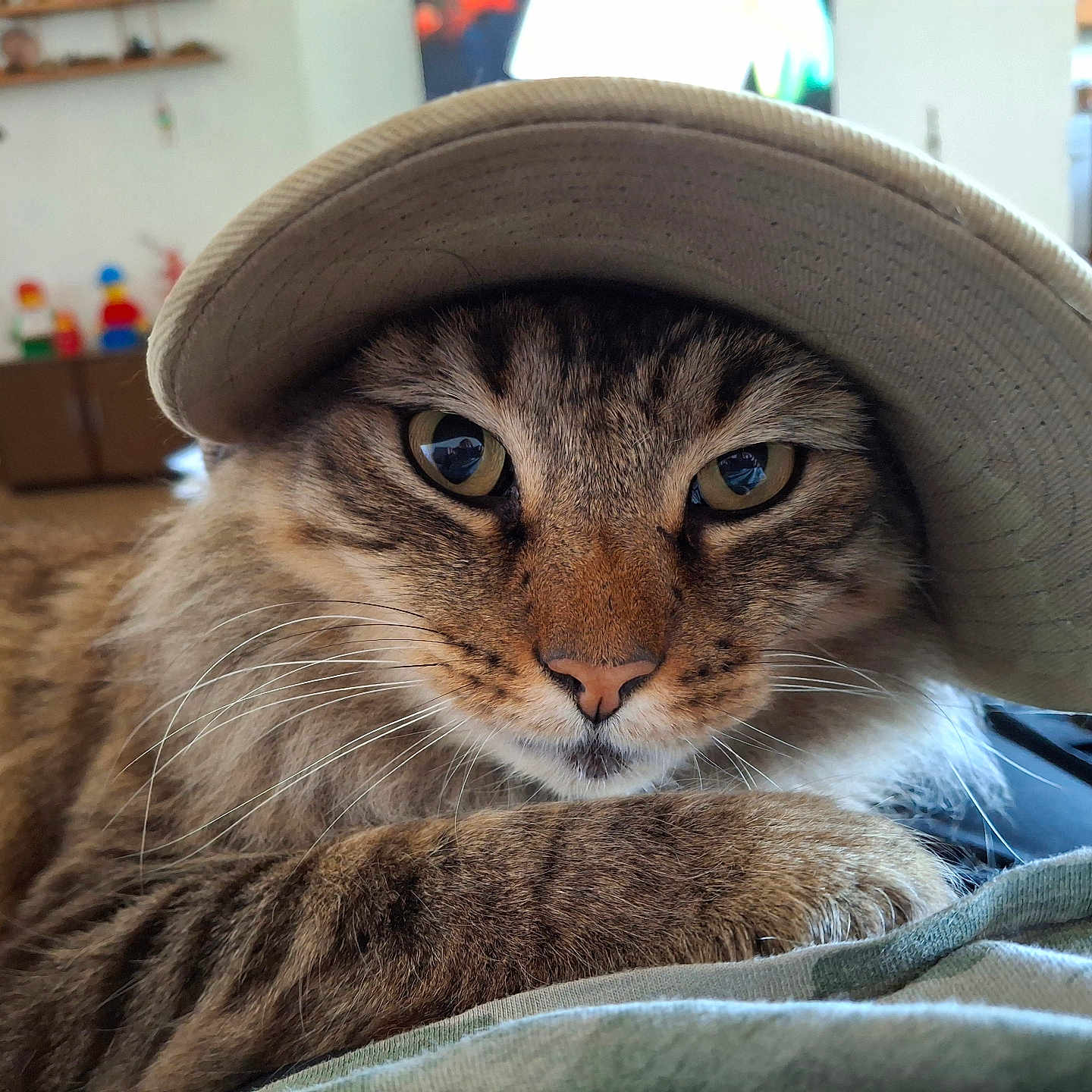 Killo is registered to the contest to win money with this photo: animal, brown, cap, cat, closeup, cozy, cute, domestic, feline, fur, hat, house, indoor, laying, pet, portrait, relaxed, striped, tabby, whiskers
