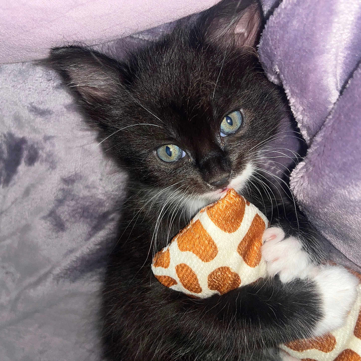 Oj joined the competition — help win amazing prizes! animal, black_and_white, blanket, cat, claws, close_up, cozy, cute, fur, giraffe_pattern, indoor, kitten, pet, plush_toy, purple, small_paws, snuggling, soft_texture, whiskers, young