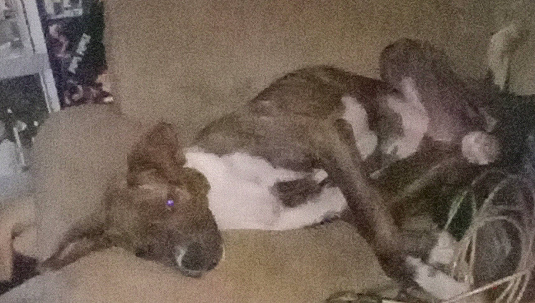 Sassy is registered to the contest to win money with this photo: canidae, carnivore, comfort, companion_dog, dog, dog_breed, fawn, fur, liver, livestock, monochrome, pack_animal, painting, snout, sporting_group, tail, terrestrial_animal, visual_arts, working_animal