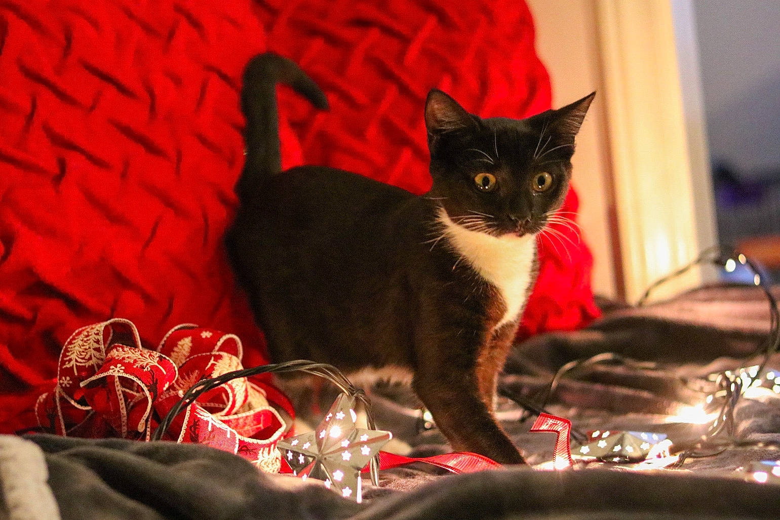 Mileva joined the competition — help win amazing prizes! carnivore, cat, felidae, fur, home_accessories, small_to_medium_sized_cats, snout, tail, whiskers